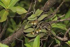 Trichoglottis tenera